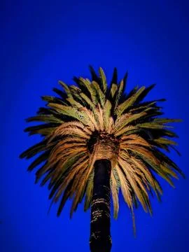 Palm Tree Stock Photos