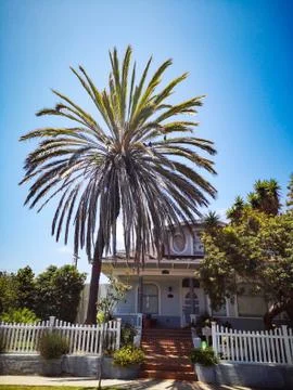 Palm Tree Stock Photos