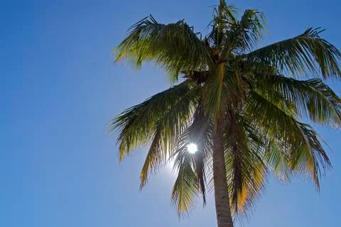 Palm tree Stock Photos