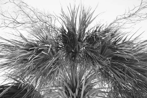 Palm Tree Stock Photos