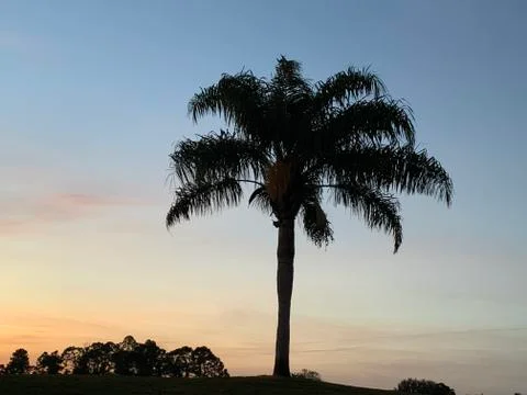 Palm tree Stock Photos