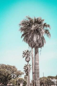 Palm tree Stock Photos