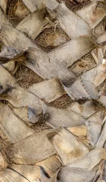 Palm tree Stock Photos