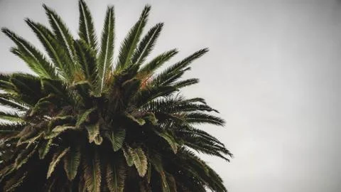 Palm Tree Stock Photos