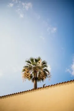 Palm tree Stock Photos