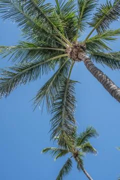Palm Tree Stock Photos