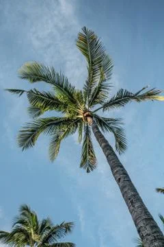 Palm Tree Stock Photos
