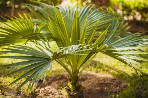 Palm tree Stock Photos