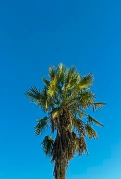 Palm Tree Stock Photos