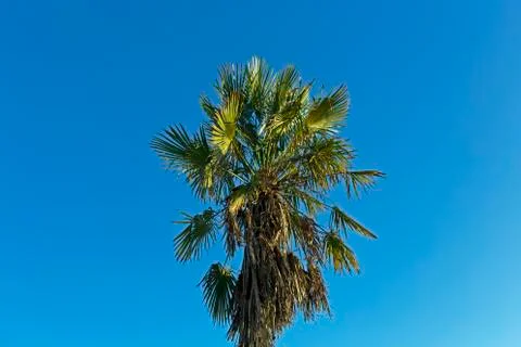 Palm Tree Stock Photos