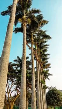 Palm tree Stock Photos