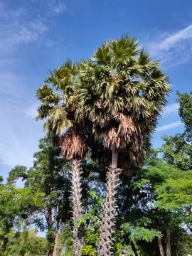 Palm Tree Stockfoto's