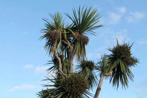 Palm Tree. Stock Photos