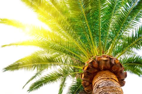 Palm tree Stock Photos