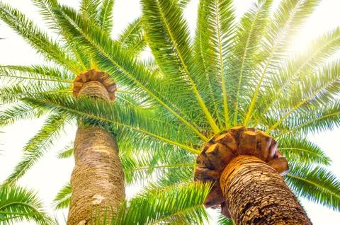 Palm tree Stock Photos
