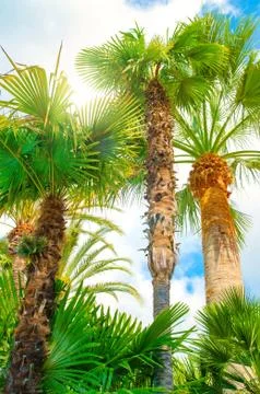 Palm tree Stock Photos