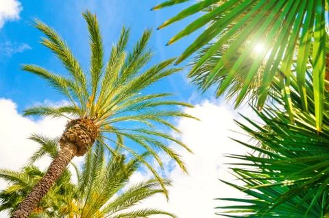 Palm tree Stock Photos