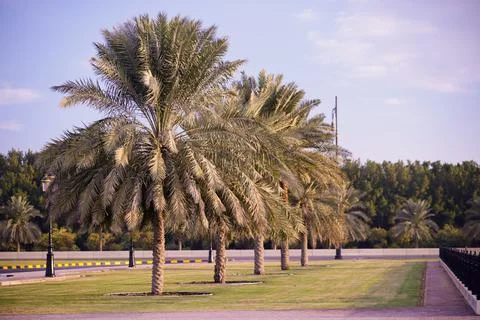 Palm tree Stock Photos