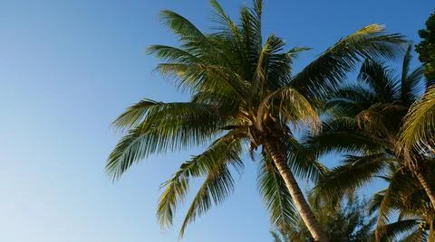 Palm tree Stock Photos