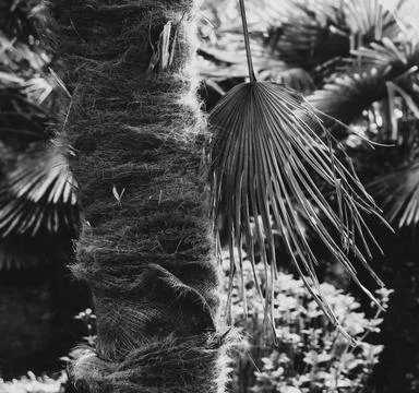 Palm tree Foto stock