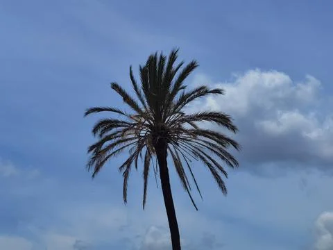Palm tree Stock Photos