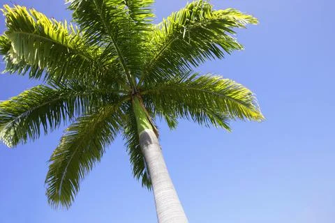 Palm Tree Stock Photos