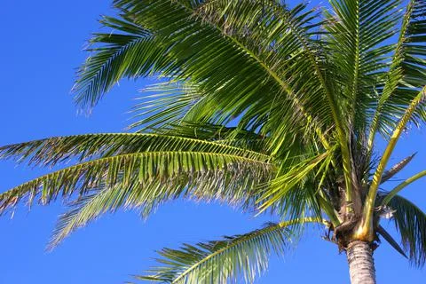 Palm Tree Stock Photos