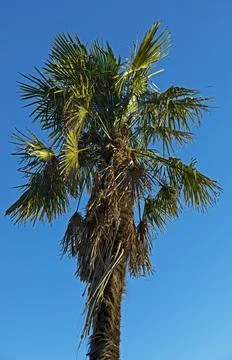 Palm Tree Stock Photos