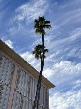 Palm Tree Fotos de archivo