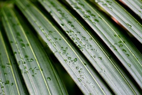 Palm tree Stock Photos