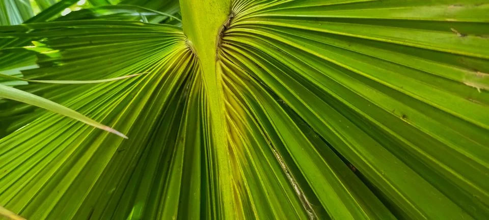 Palm tree Stock Photos