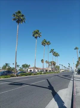 Palm tree Stock Photos