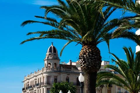 Palm tree Foto stock