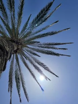 Palm tree Stock Photos