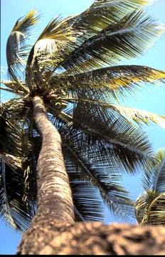 Palm Tree Stock Photos