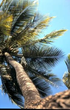 Palm Tree Foto stock