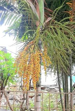 Palm tree Foto stock