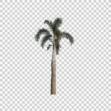 Palm tree Foto stock