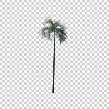 Palm tree Stock Photos