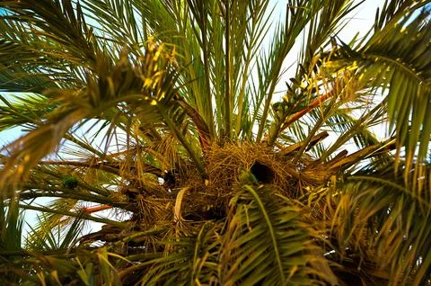 Palm tree Stock Photos