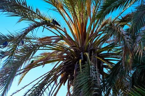 Palm tree Stock Photos