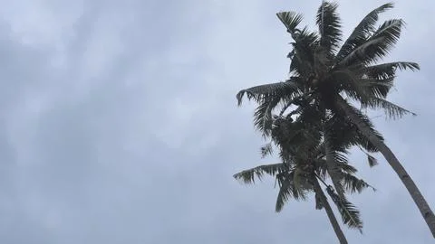 Palm Tree Stock Photos