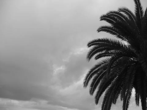 Palm Tree 写真素材