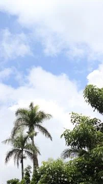 The Palm Tree 写真素材