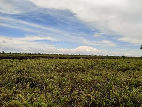 Palm tree Stock Photos