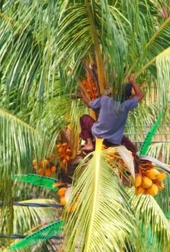 Palm tree Foto stock