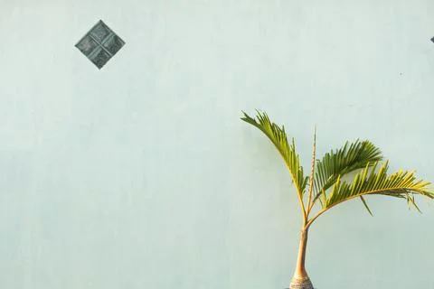 Palm tree Stock Photos