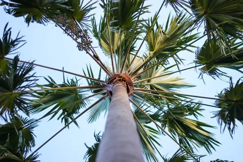 Palm tree Stock Photos