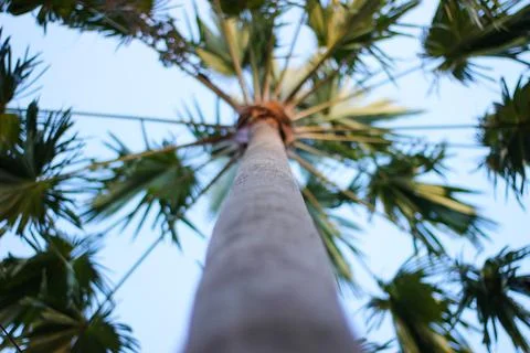 Palm tree Stock Photos