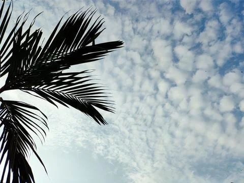 Palm tree Stock Photos